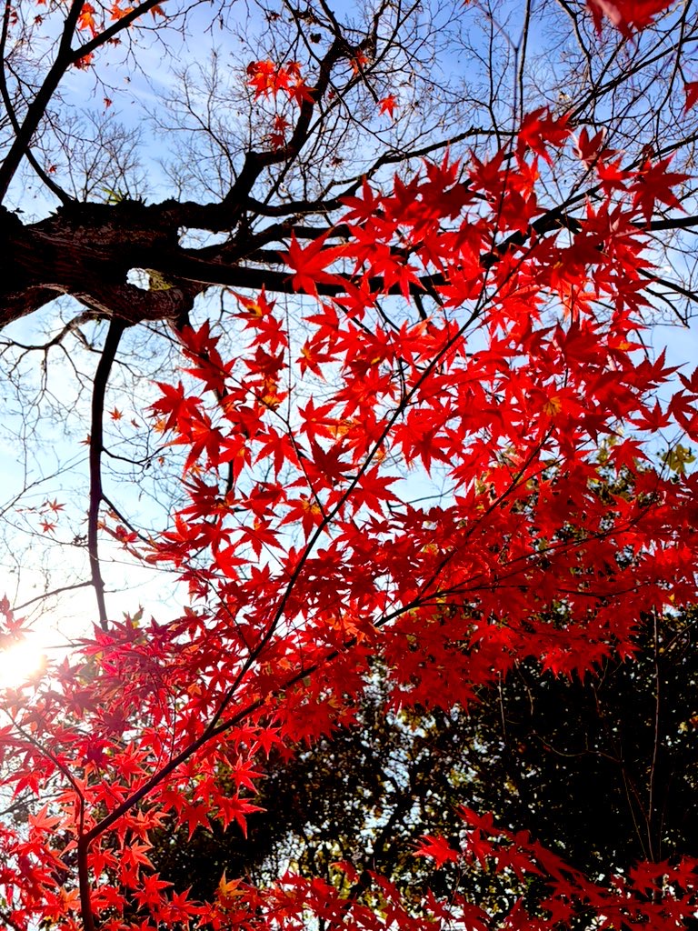 紅葉🍁